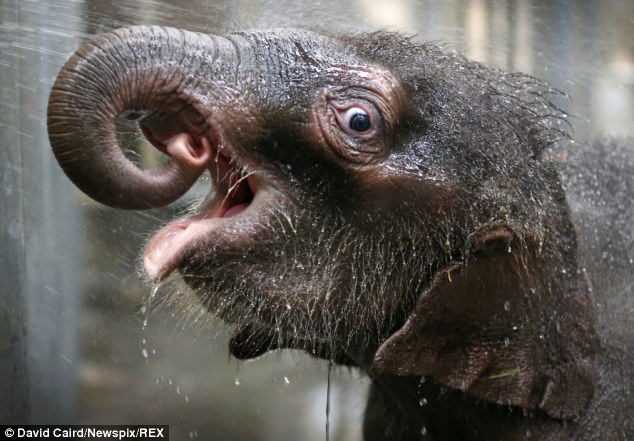 Baby elephant loves having a nice cool shower to deal with the heat - PHOTO