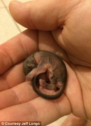 Man rescues an adorable rodent and nurses it into adulthood - PHOTO