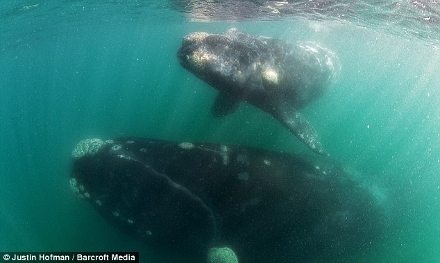 50 tonne whale swims within touching distance under a small boat - PHOTO