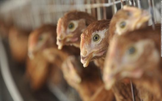 China reports first H10N8 avian flu death