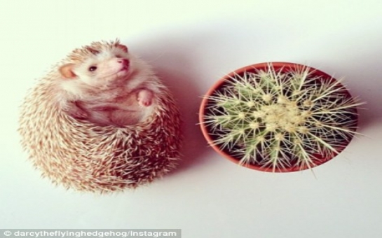 Darcy the flying Hedgehog is Instagram's 'biggest' star