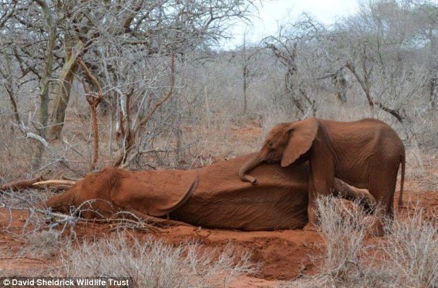 How an elephant orphanage saved Zongoloni - PHOTO