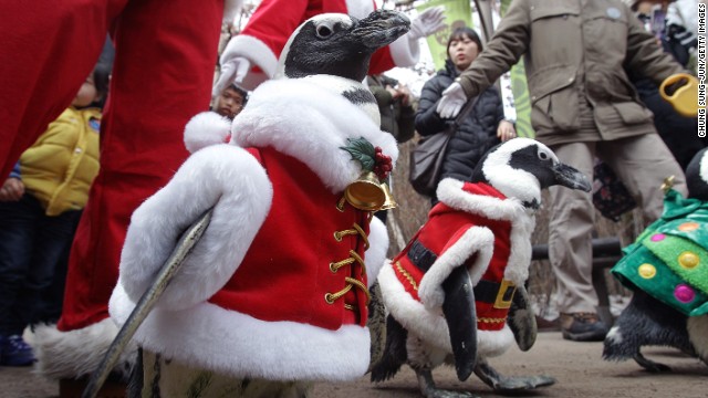 Adorable South Korean Christmas penguin march - PHOTO