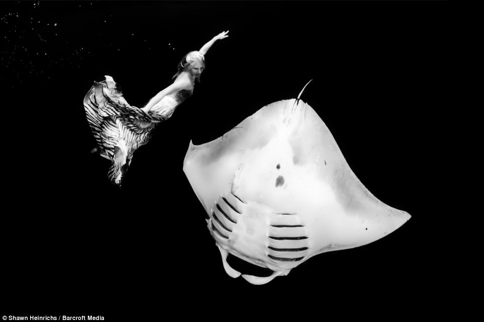Mermaid goes tail-to-tail with giant mantra ray - PHOTO