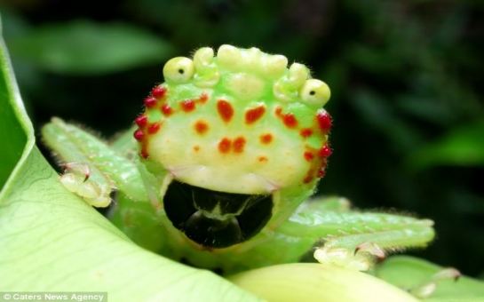 Costa Rican 'ugly bug’ shocks photographer