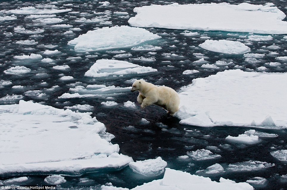 Polar bear in the Arctic is captured on an endless sea of icebergs - PHOTO