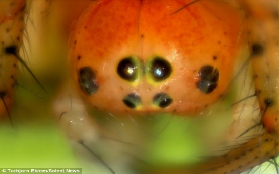 What's lurking in your Christmas tree? - PHOTO