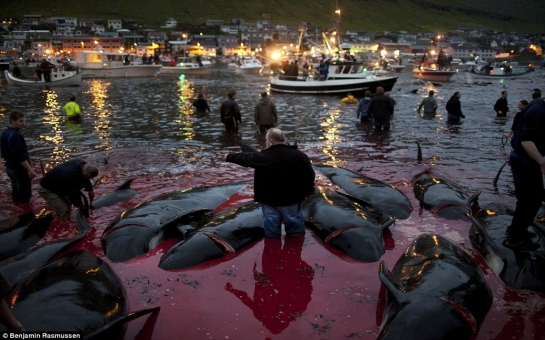 Faroe Islands locals take part in gruesome annual whale killing - PHOTO+VIDEO