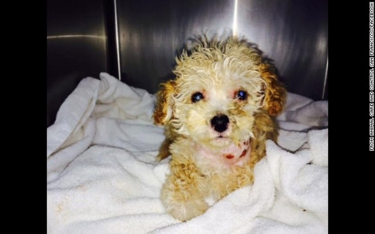 Puppy saved from trash in nick of time