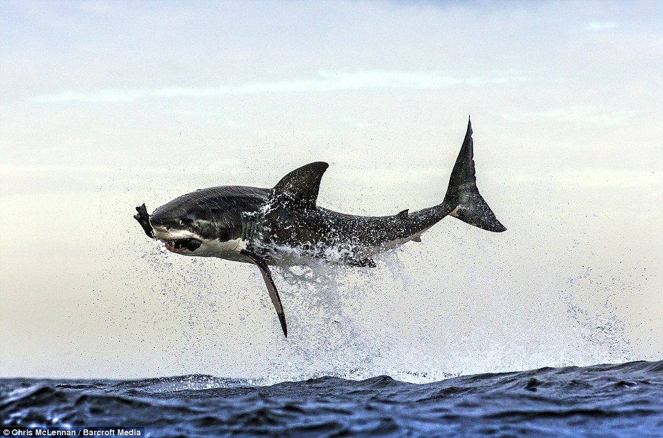 Incredible moment a Great White shark leaped out of the water - PHOTO
