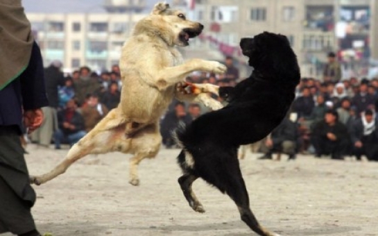 Cruel dog-fight in Azerbaijan - VIDEO