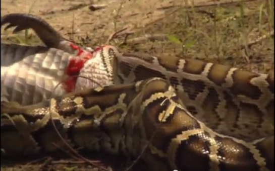 Invasion of the Giant Pythons - VIDEO