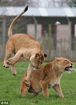 Lions enjoy their own Christmas dinner - PHOTO