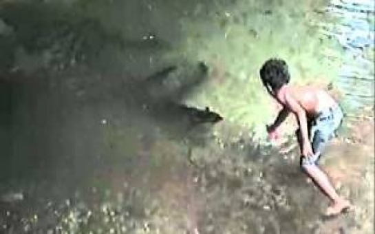 Giant freshwater eels - VIDEO