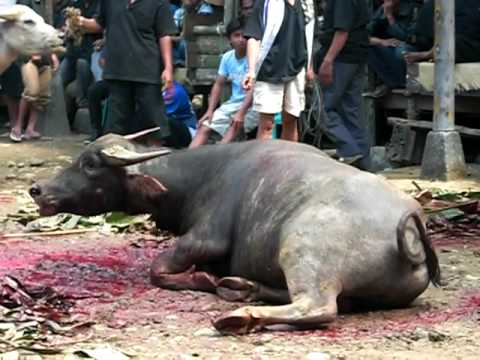 Sumbanese funeral sacrifice - PHOTO+VIDEO