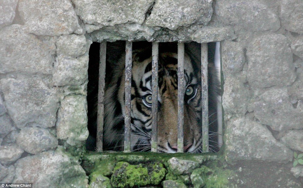 World's cruellest zoo - PHOTO