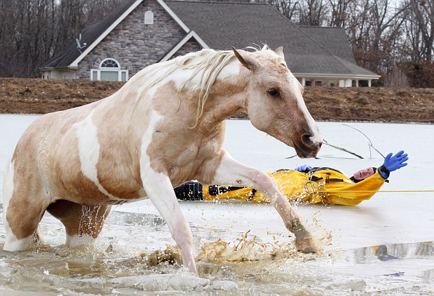 Two horses are saved from drowning in frozen lake - PHOTO+VIDEO