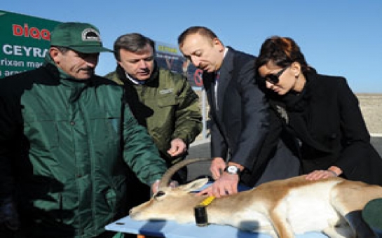 Gazelles coming home - reintroduction in Azerbaijan and Georgia
