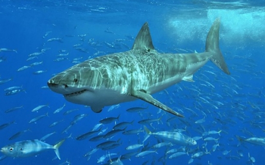 Sharks begin using Twitter to warn surfers