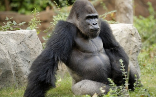 Best of 2013: Gorilla shows taunting kids who's boss - VIDEO