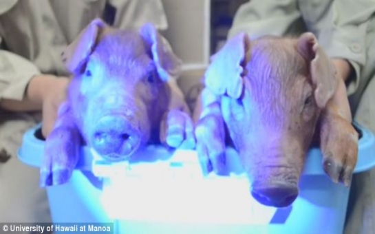 Scientists create the world's first glow-in-the-dark pigs using jellyfish DNA