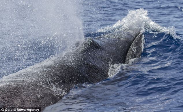 Who will blink first? Stunning moment 50ft whale comes face to face with diver - PHOTO