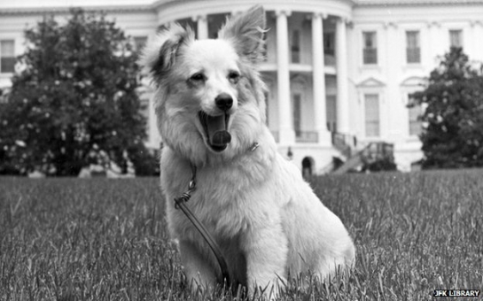 Pushinka: A Cold War puppy the Kennedys loved