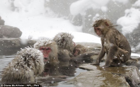 Take a moment to relax like this Japanese snow monkey - PHOTO