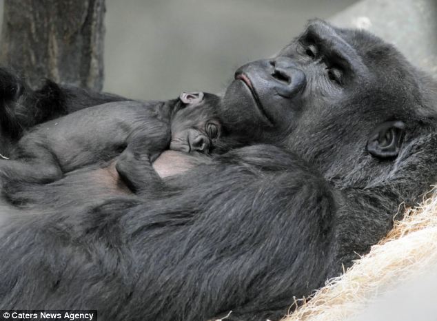 This adorable newborn gorilla clings on to her mother - PHOTO