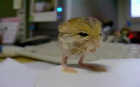 Pygmy Jerboa is the cutest animal you have never seen - VIDEO