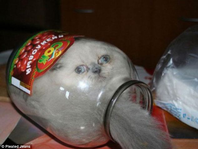 Bizarre practice of stuffing pets into jars seems to be growing - PHOTO