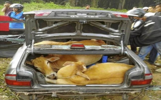 Escape plan foiled after crooks stuff cattle in car - PHOTO