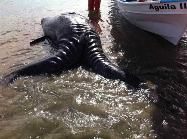Grey whale conjoined twins wash-up on coast - PHOTO