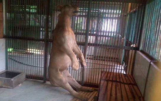 Dead lion found hanging in its cage