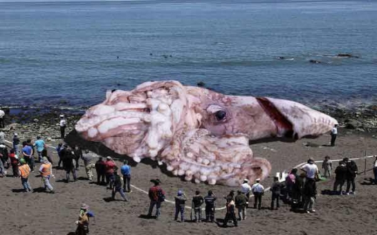 Second giant sea creature washes ashore along Santa Monica coastline - PHOTO