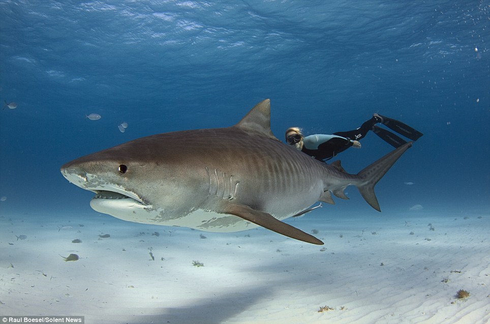 Diver who swims with sharks reveals his fear - PHOTO+VIDEO