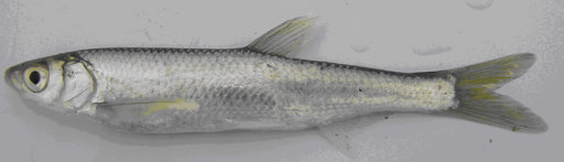 Two new fish species found in Azerbaijan - PHOTO