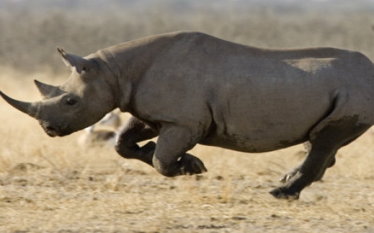 Black Rhino permit sells for $350,000