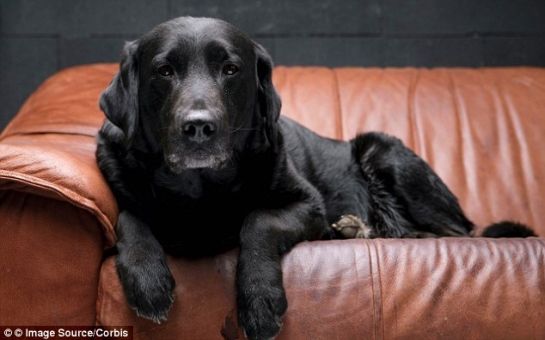Black dog syndrome means more black dogs are without homes