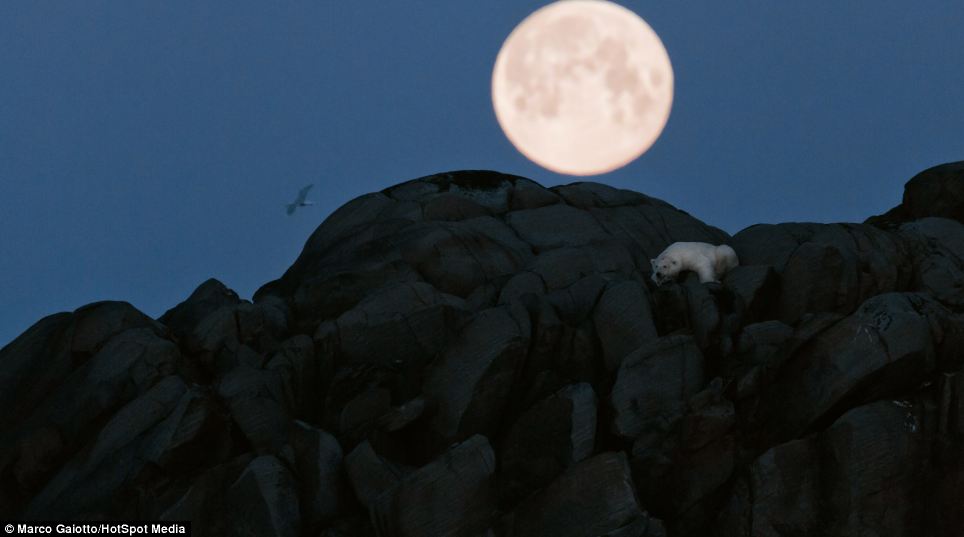 Polar bear takes a nap under a full moon - PHOTO