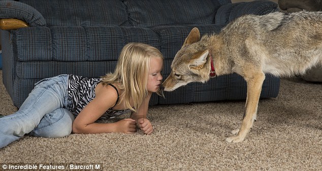 Wiley the coyote, the family pet who likes to sit by the fire - PHOTO