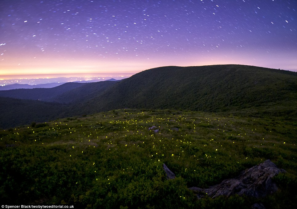 Mesmering images of fireflies caught using long exposure photography - PHOTO