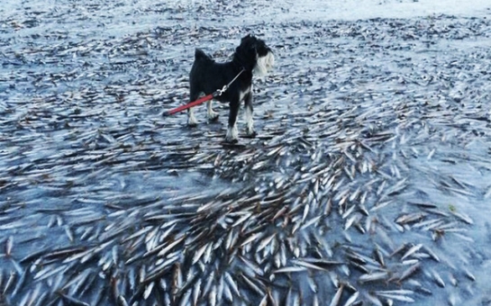 The sea froze so fast that it killed thousands of fish instantly - PHOTO