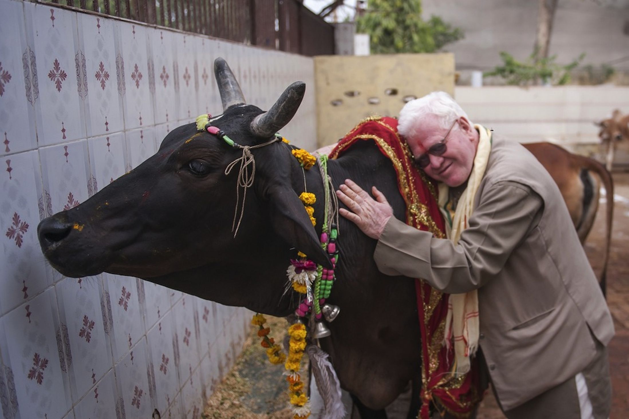 Человек е корову. Священная корова. Корова в Индии. Культ коровы в Индии. Корова Священное животное в Индии.