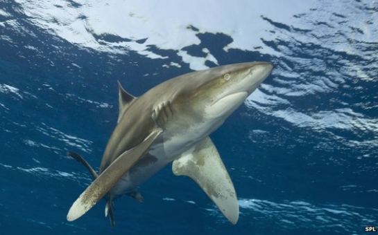 Giant US trade deal might weaken shark fin ban