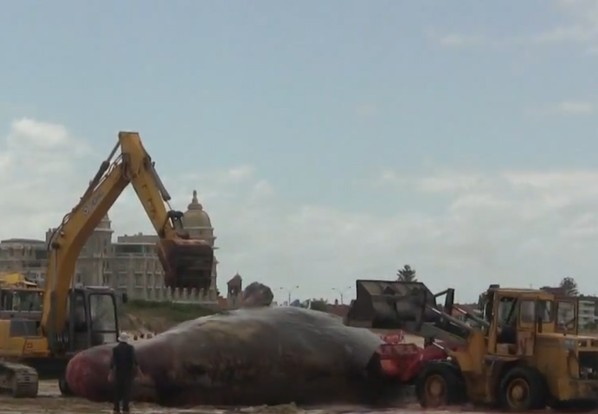 Dead whale explodes after falling from crane - PHOTO+VIDEO
