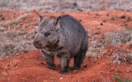 Protecting a wombat species that is as fast as Usain Bolt