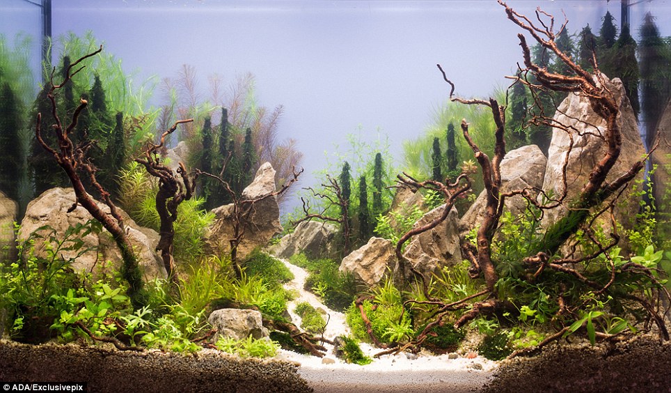 Welcome to the highly competitive sport of aquascaping - PHOTO+VIDEO