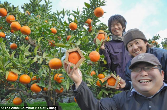 Farmers create pentagon-shaped fruit - PHOTO