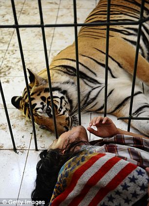 Bengal tiger spots his master and greets him with a big sloppy facelick - PHOTO+VIDEO